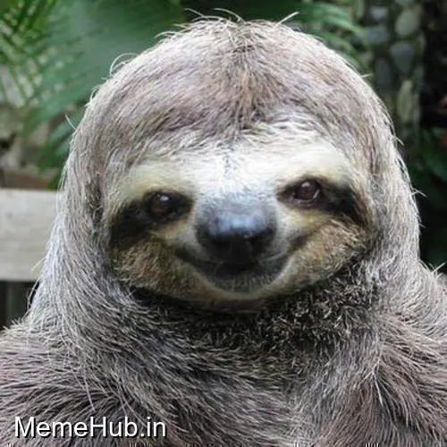 Sloths Meme Template