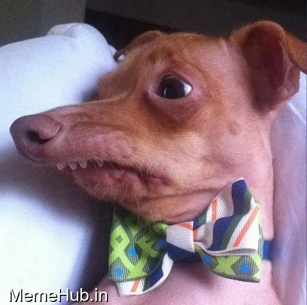 Tuna the dog (Phteven) Template