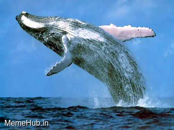 Whale Meme