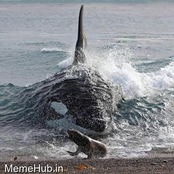 Whale Seal Meme Template