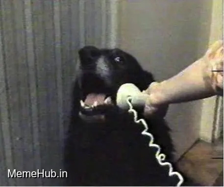 Yes this is dog Template