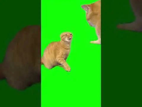 2 Angry Cats From TikTok Green Screen