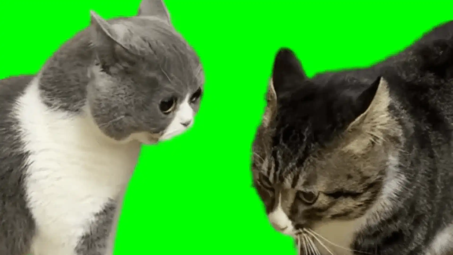 2 Cats Angry at Each Other meme Green Screen