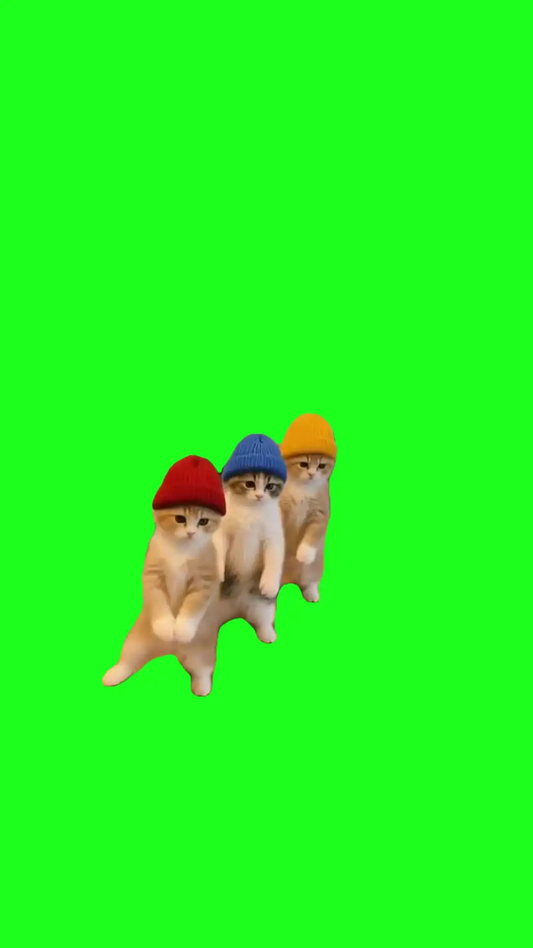 3 cats dancing Green Screen Meme
