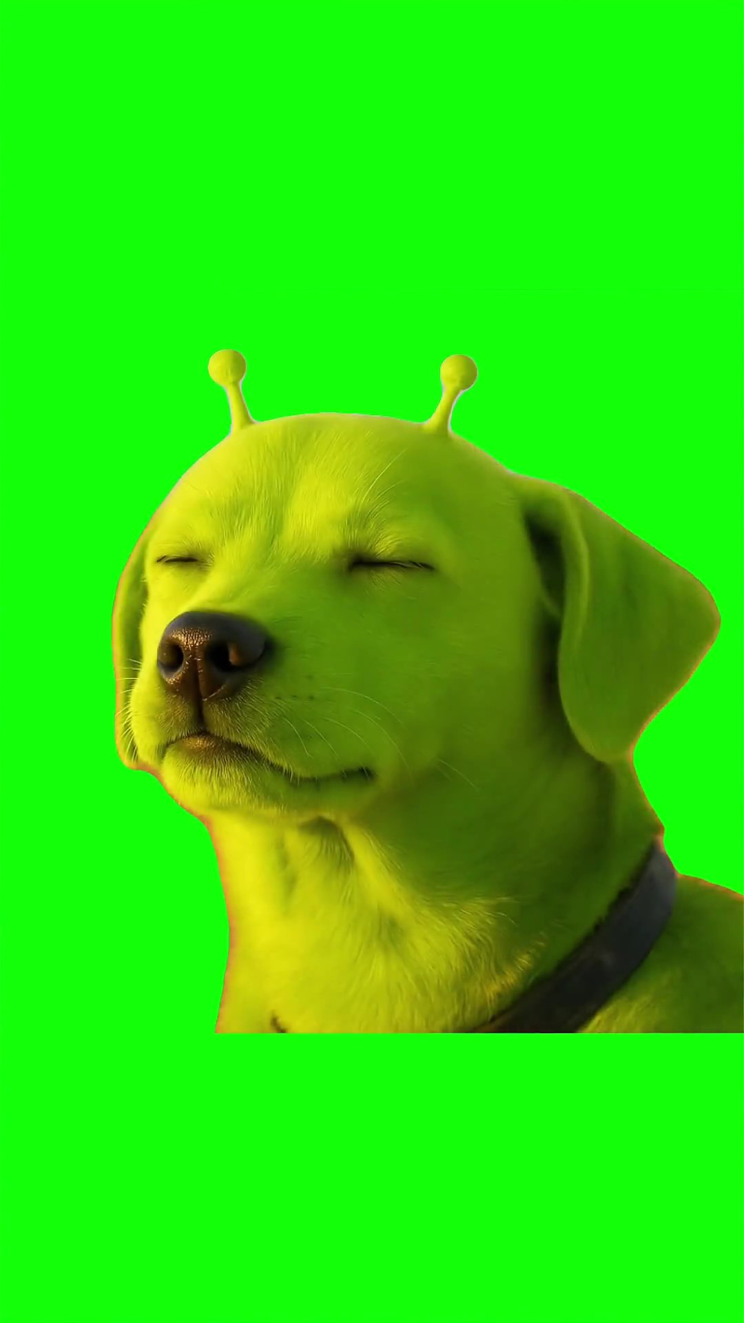 Ahhh gog Green Screen Meme