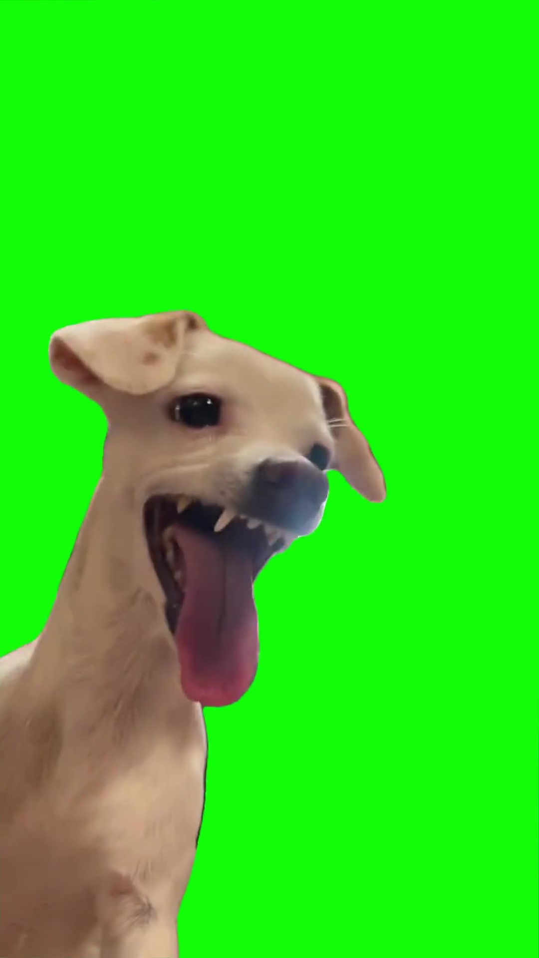 Ahhh haha dog Green Screen Meme