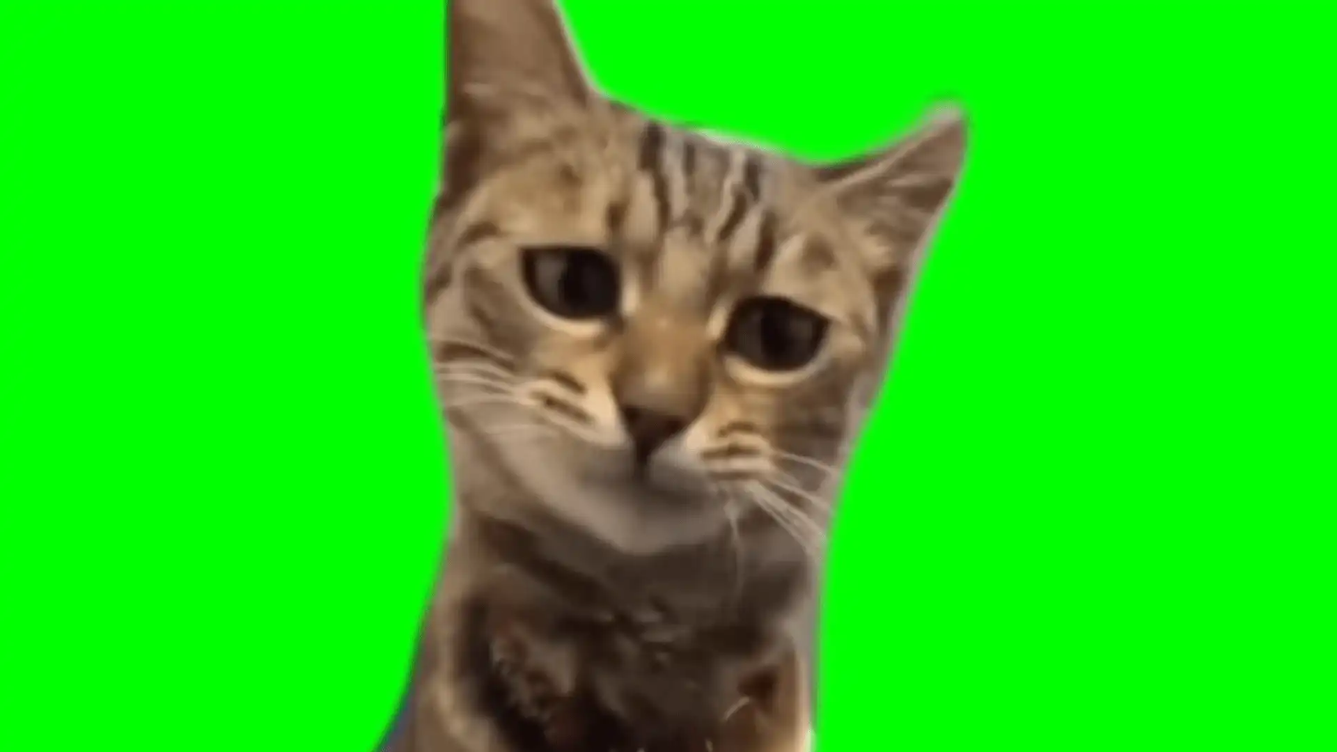 Air hotdog cat meme green screen