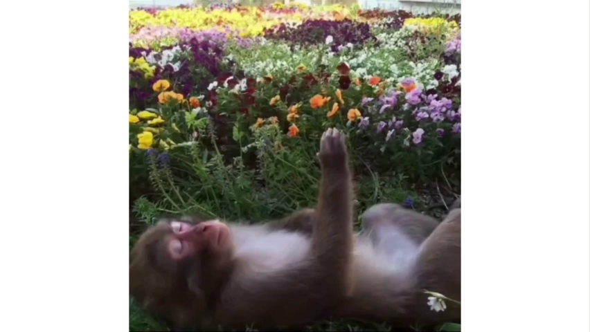 All Monkey Meme Template