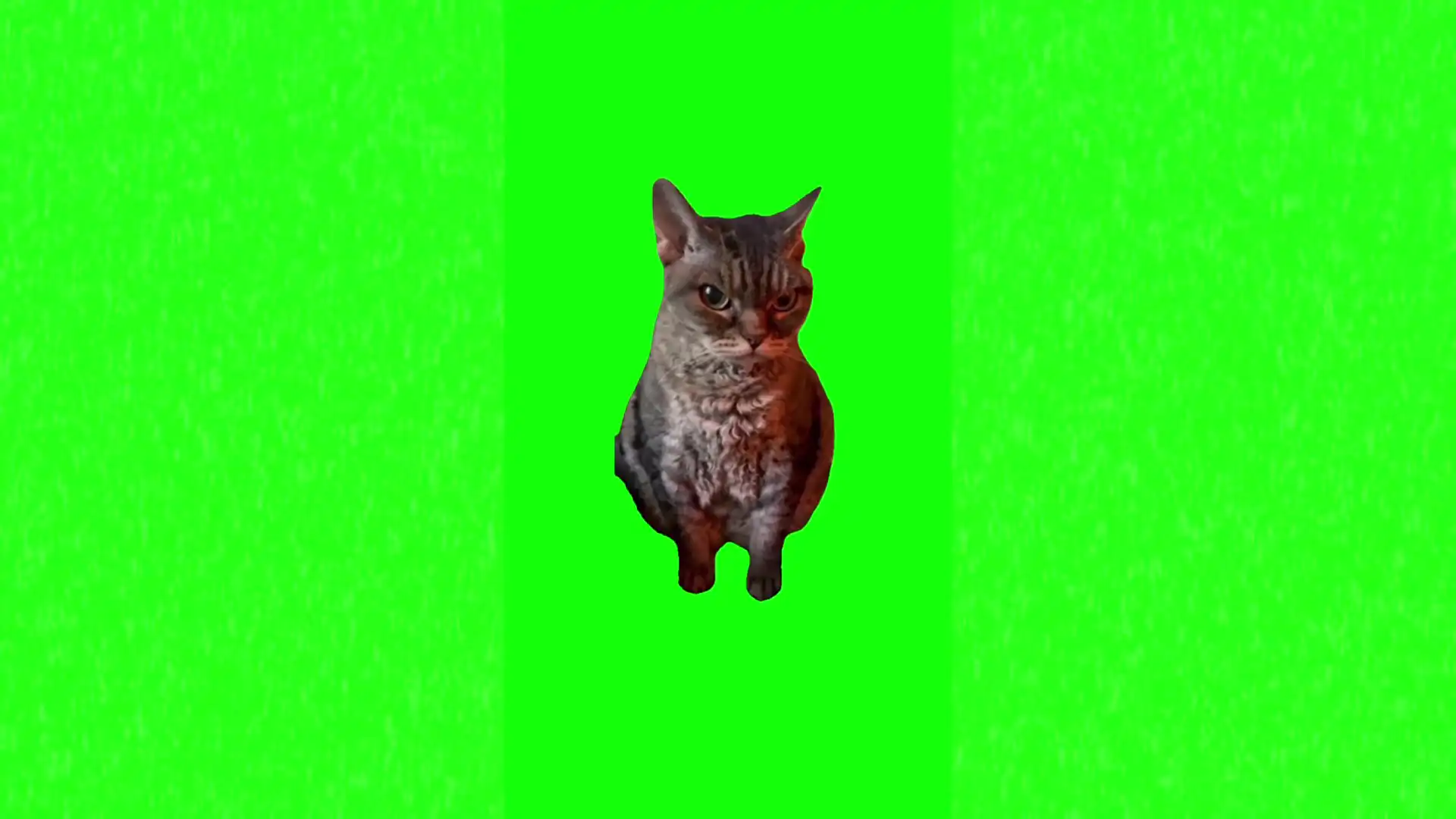 Angry cat meme green screen