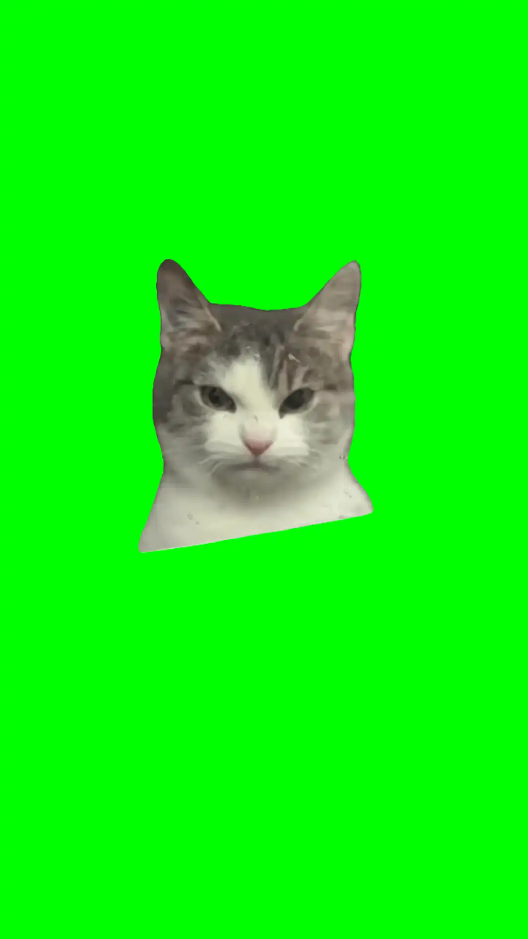 Angry Cat staring green screen