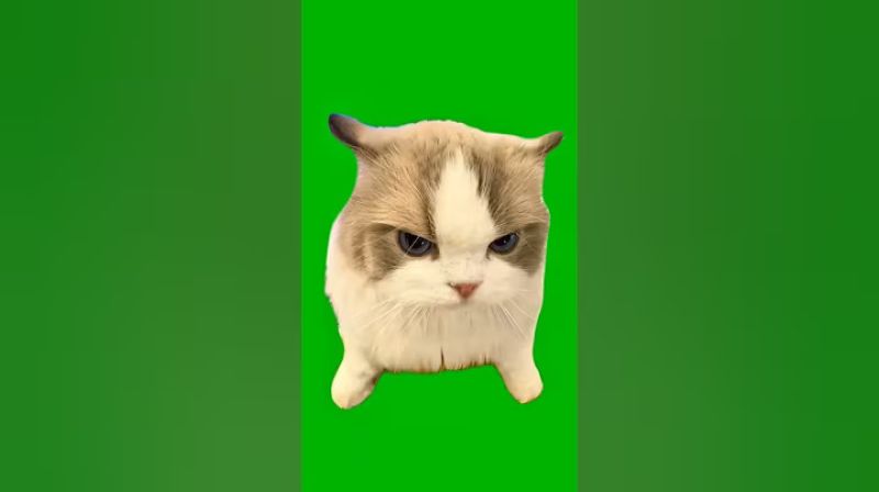 Angry Judging Cat Green Screen Meme Template