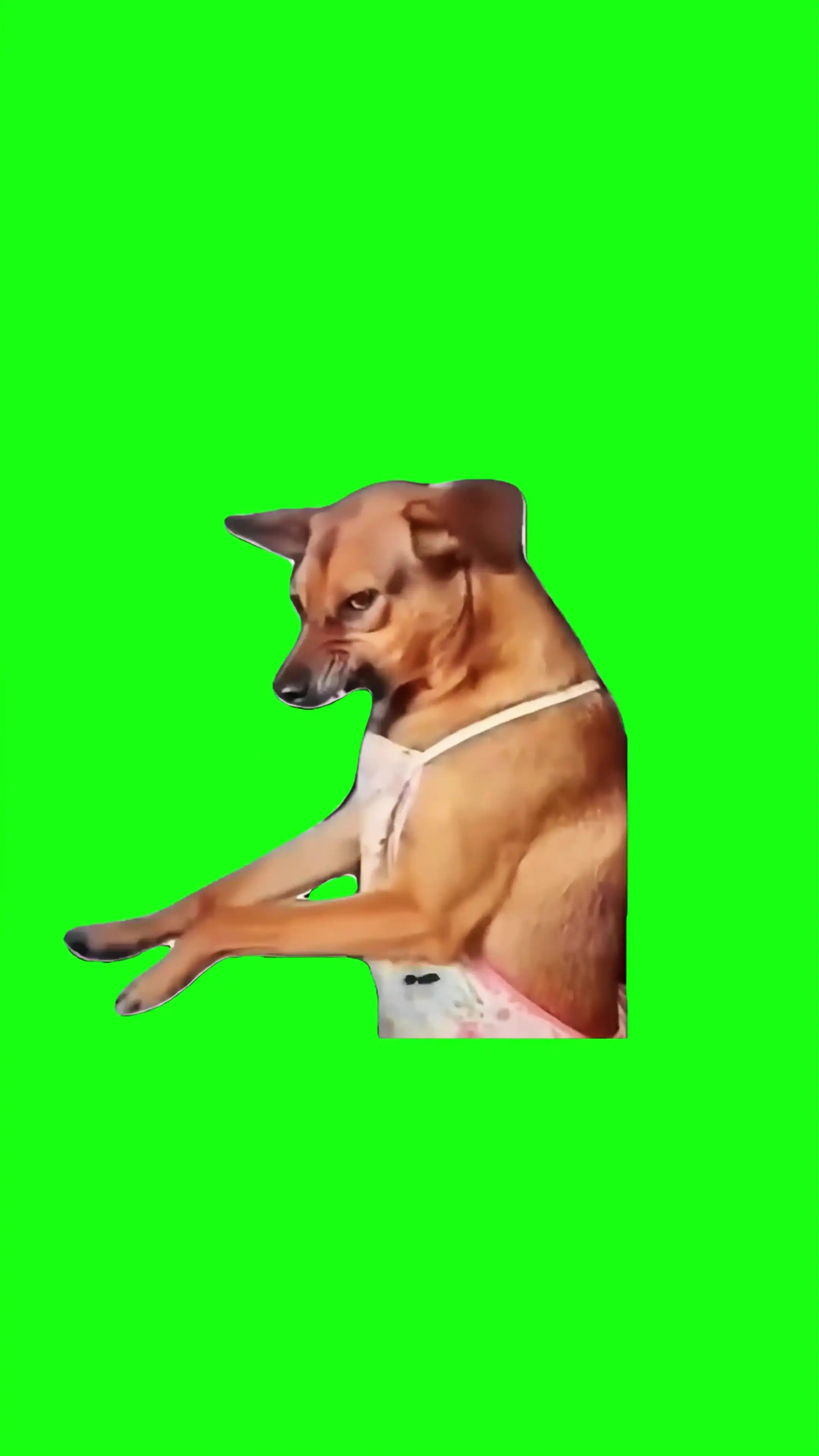 Angry mom dog Green Screen Meme