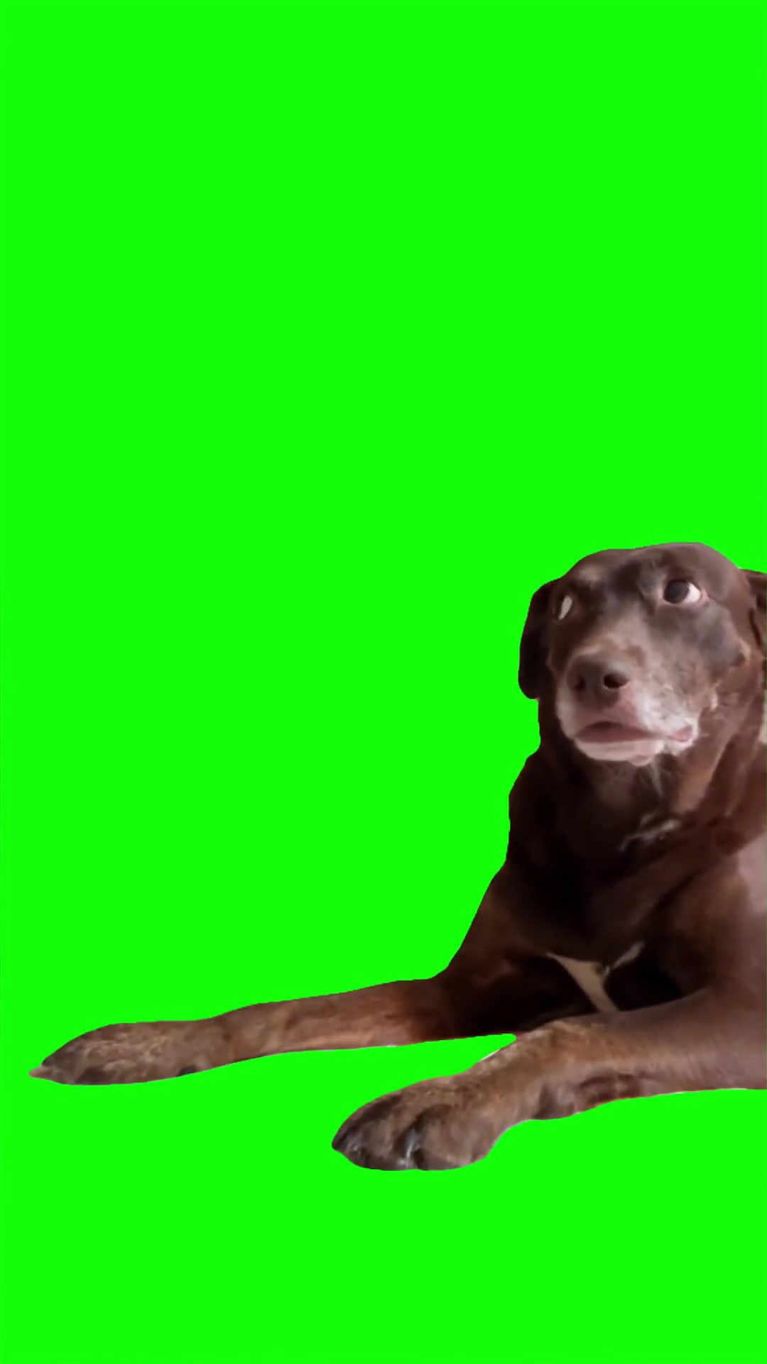 Annoyed dog Green Screen Meme