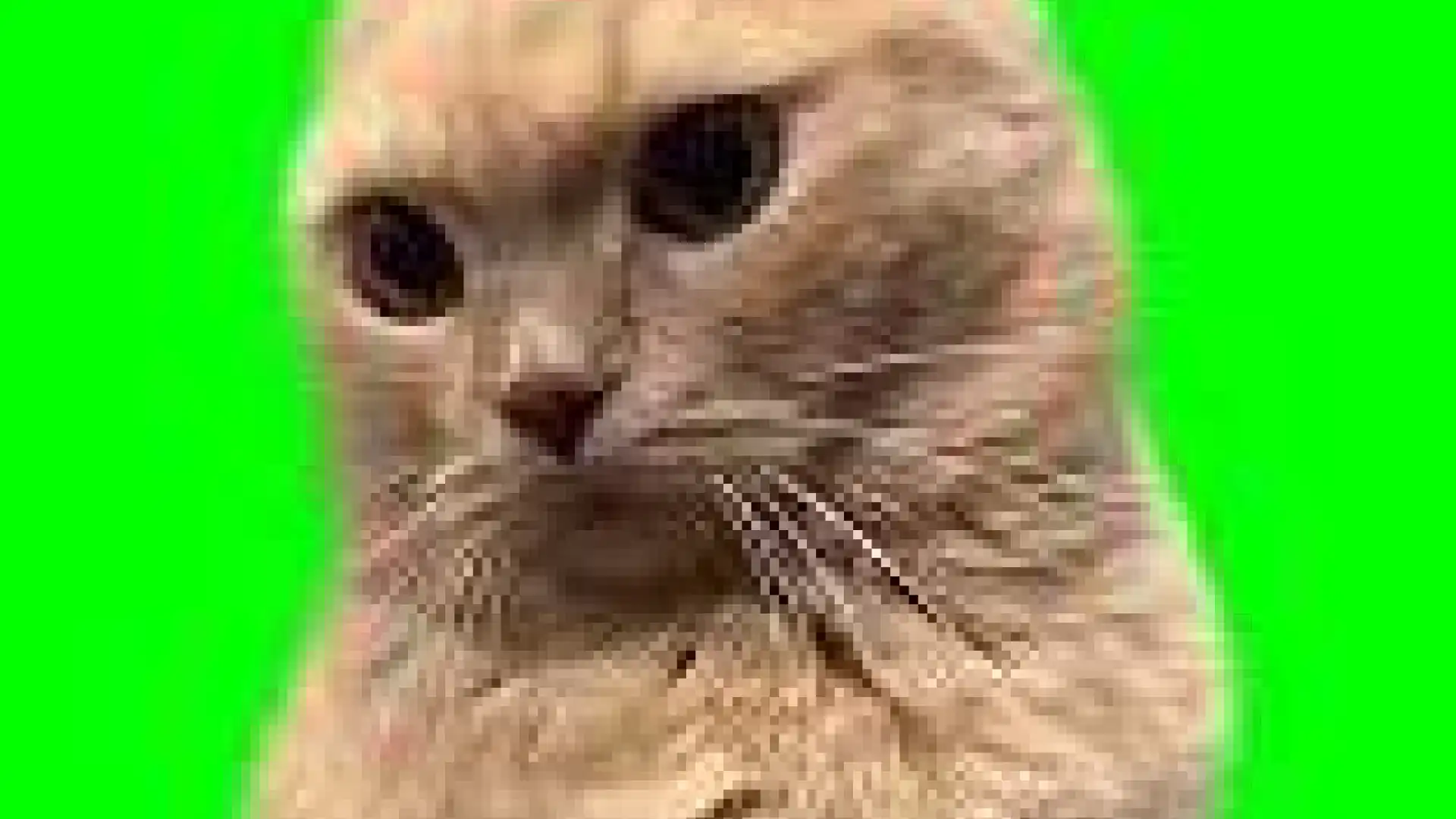 Annoyed Kitty green screen