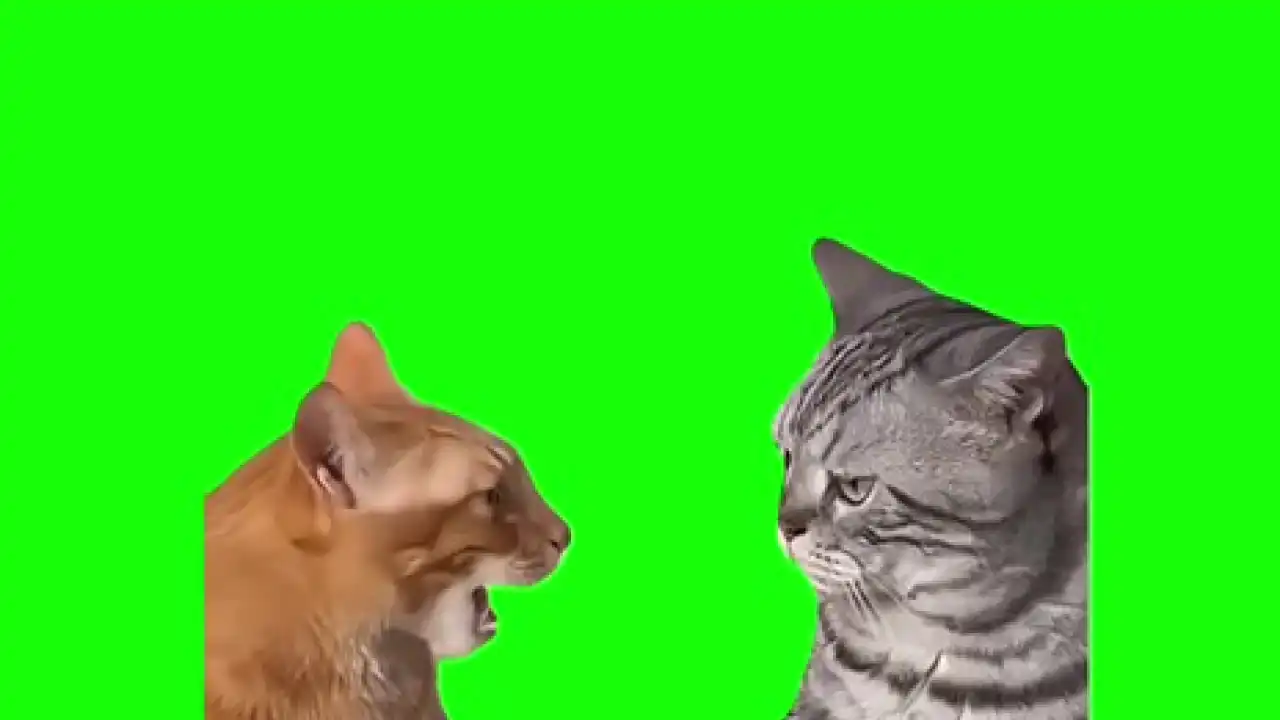 Arguing Cats Meme green screen