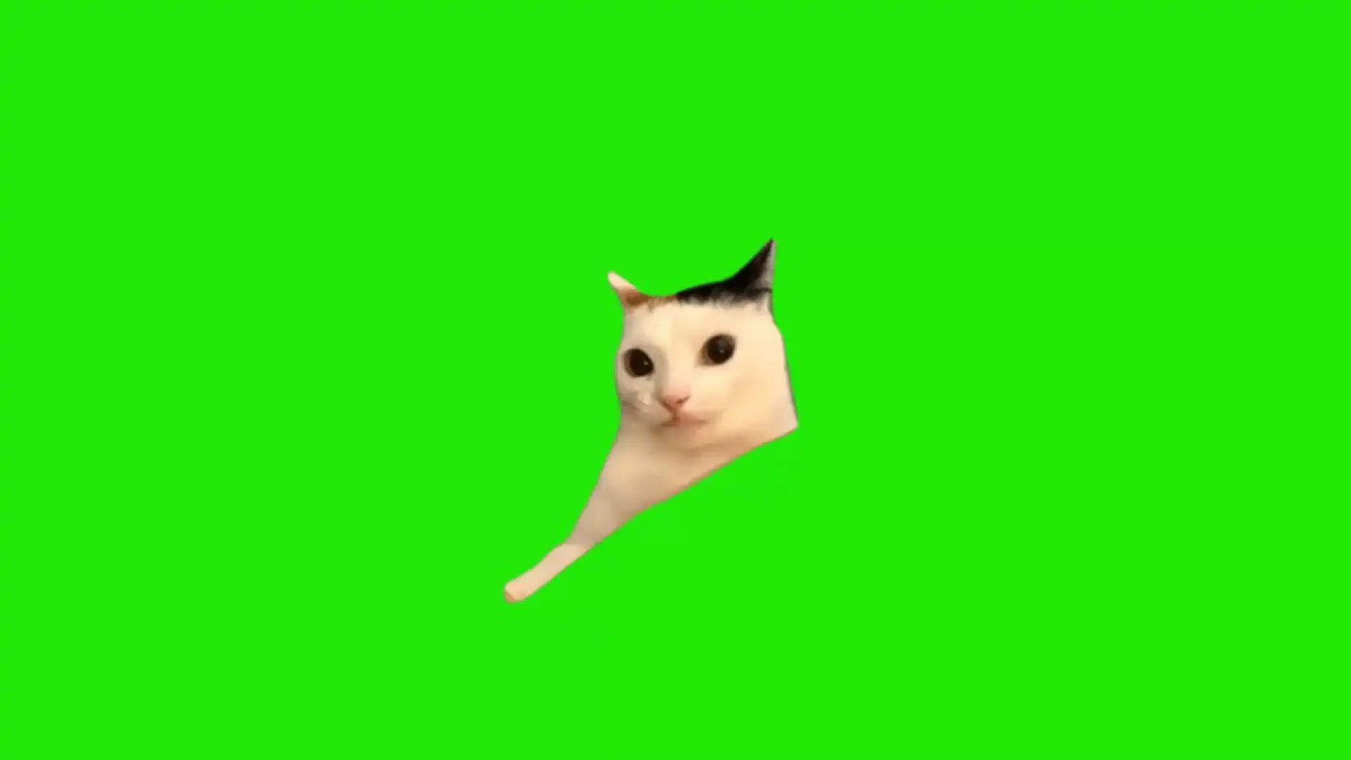 Awkward cat meme green screen