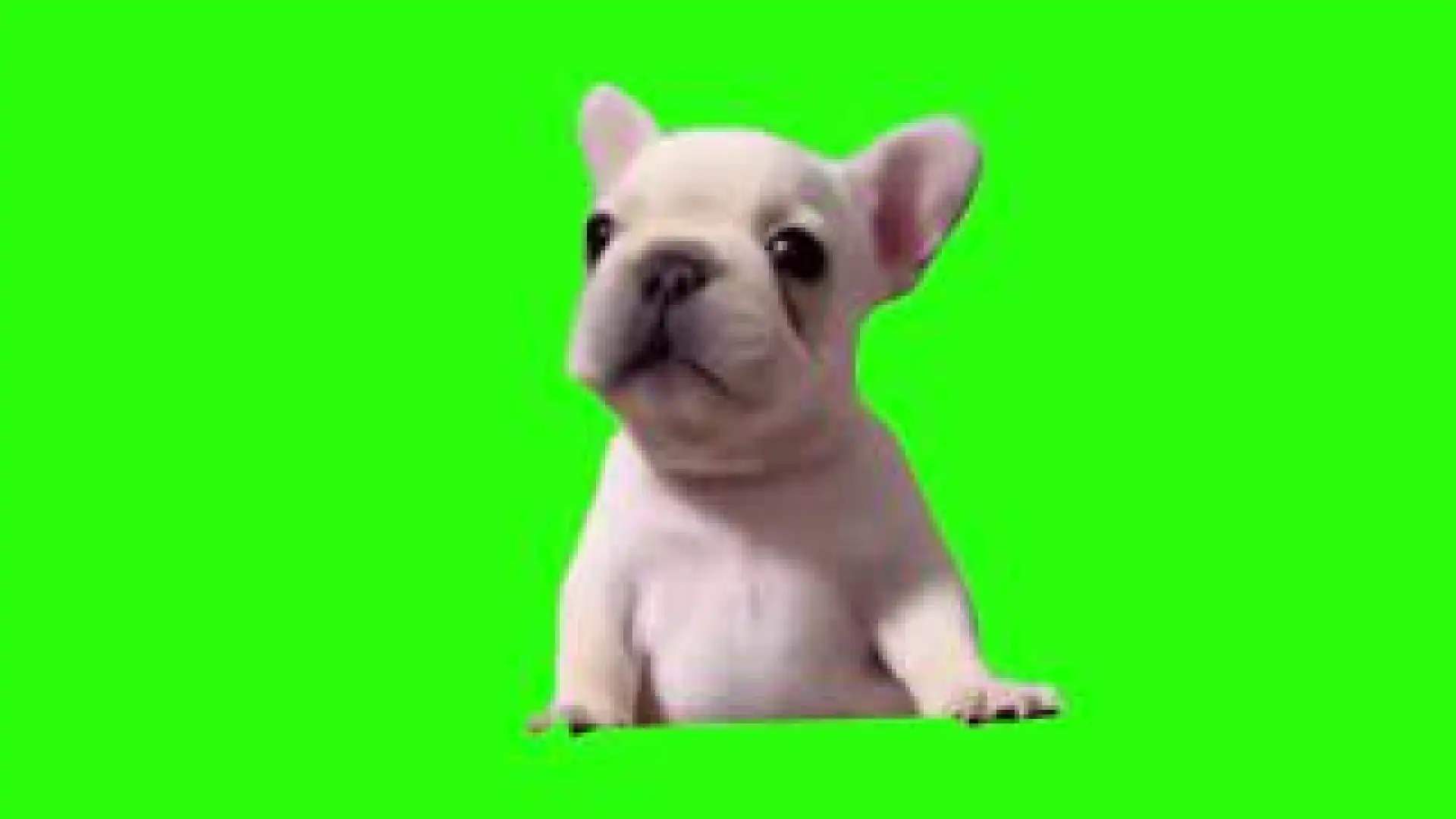 Baby dog Green screen