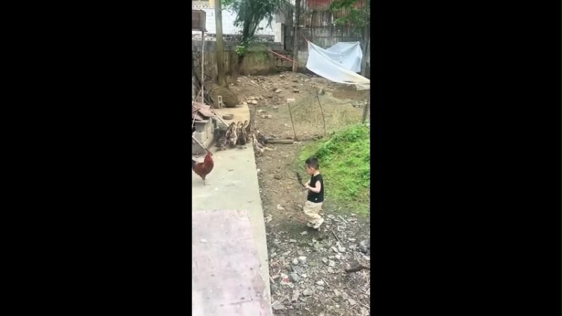 Baby Funny Video with Hen Funny Memes Video