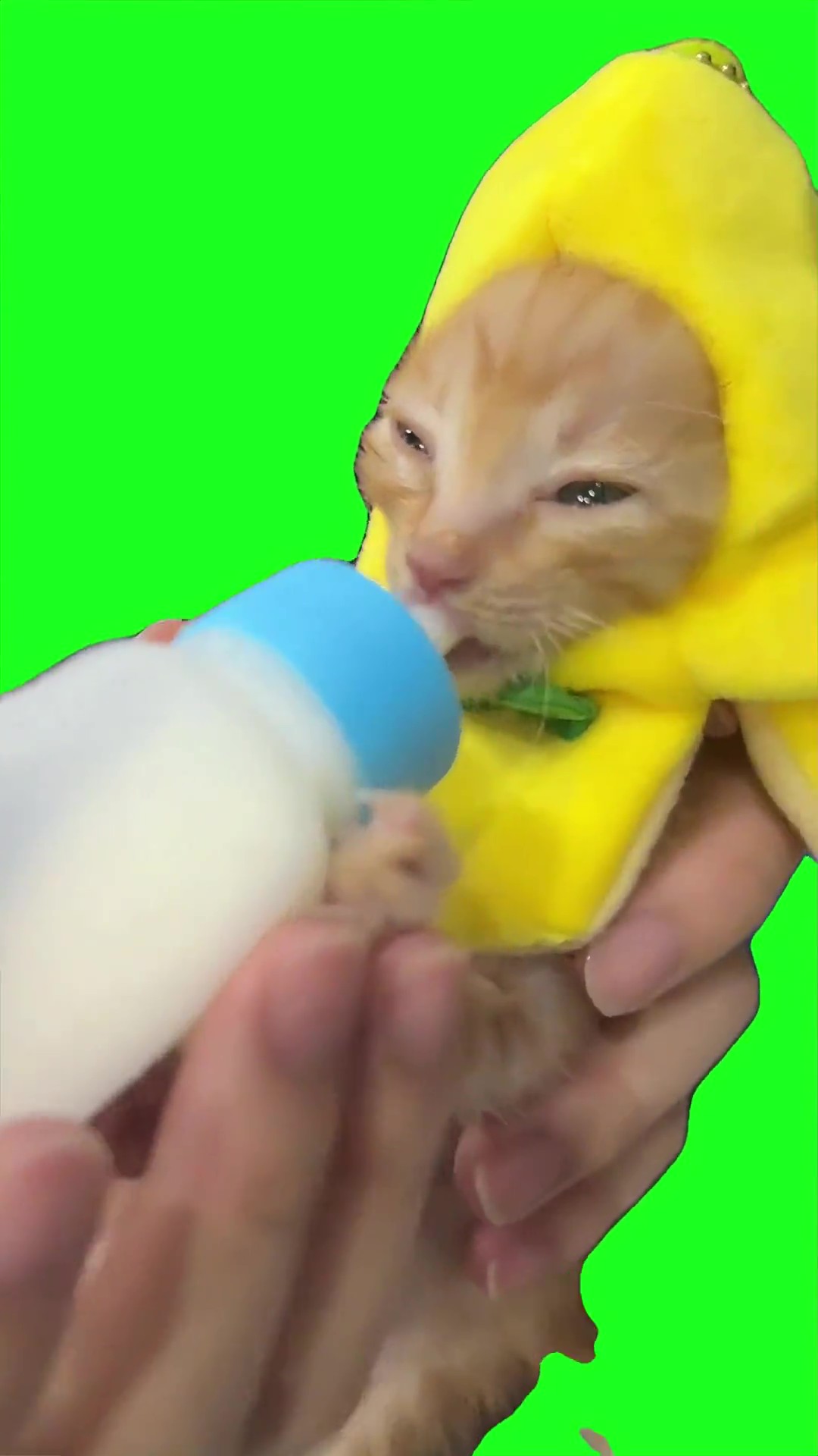 Banana Cat in Reality Green Screen