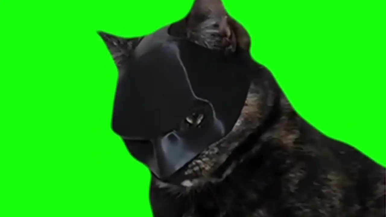 Batman Cat Meme Green Screen