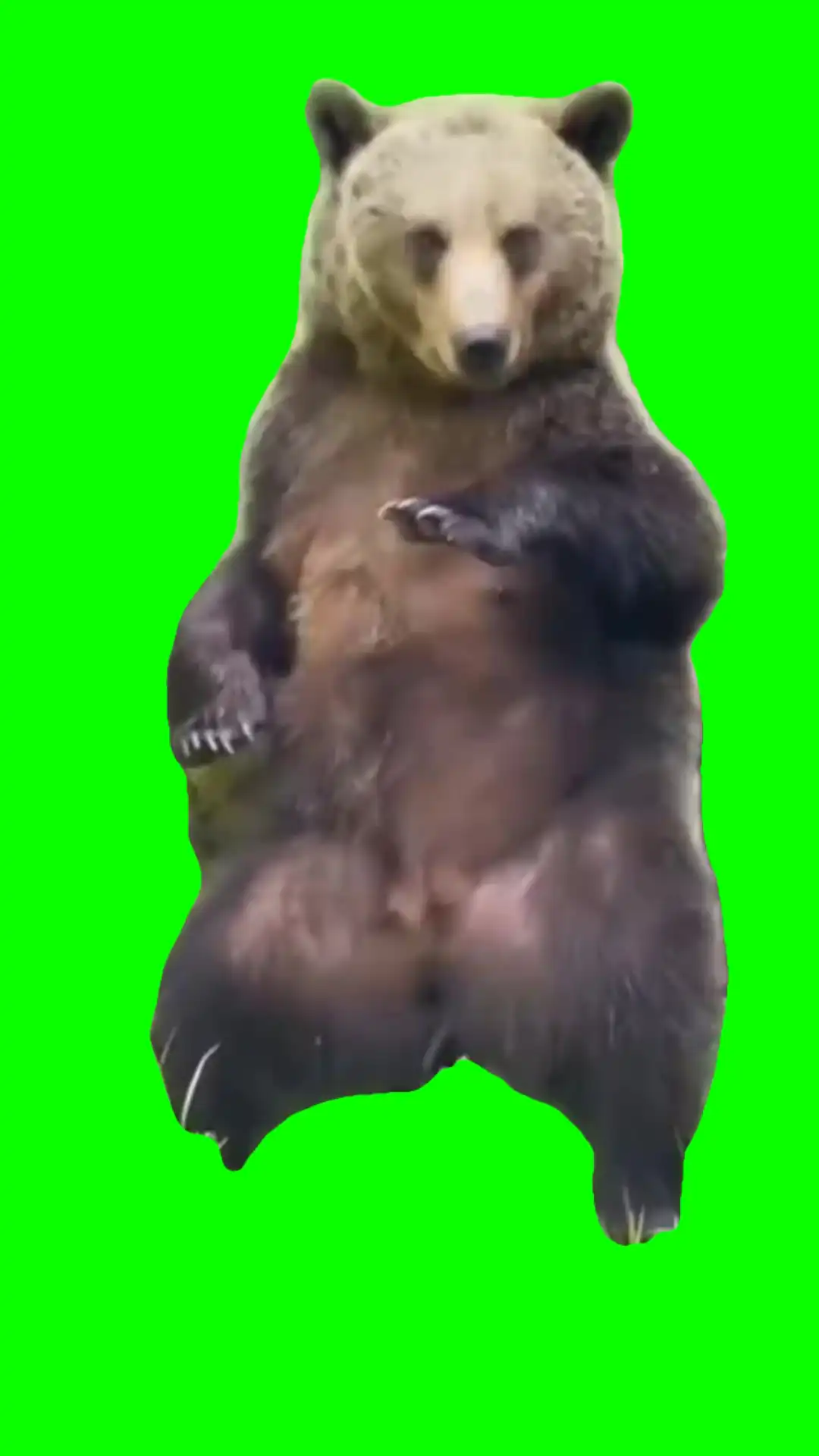 Bear dancing Green screen