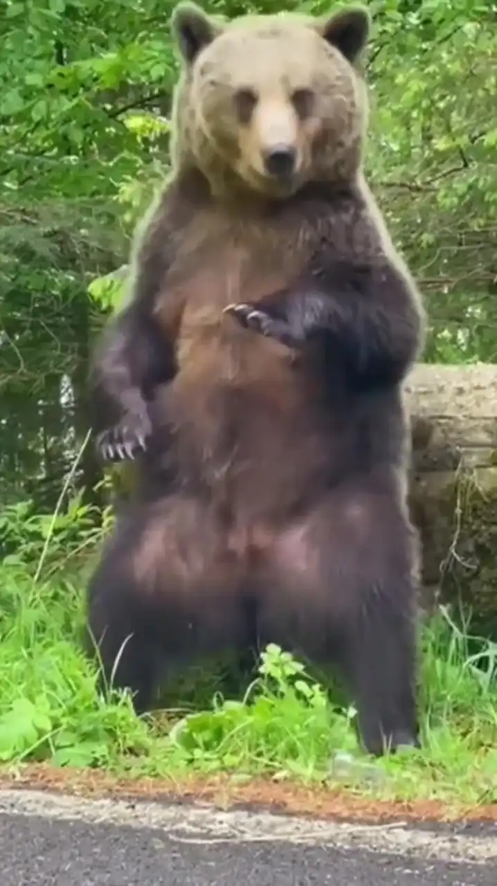 Bear dancing meme