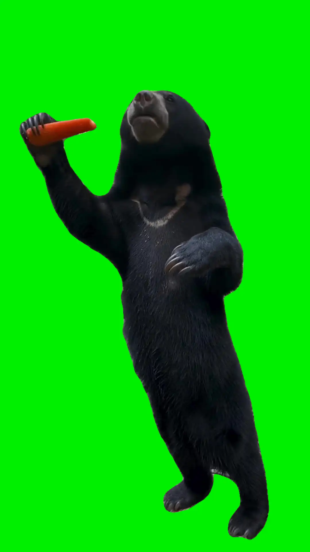 Bear eating carrot green screen