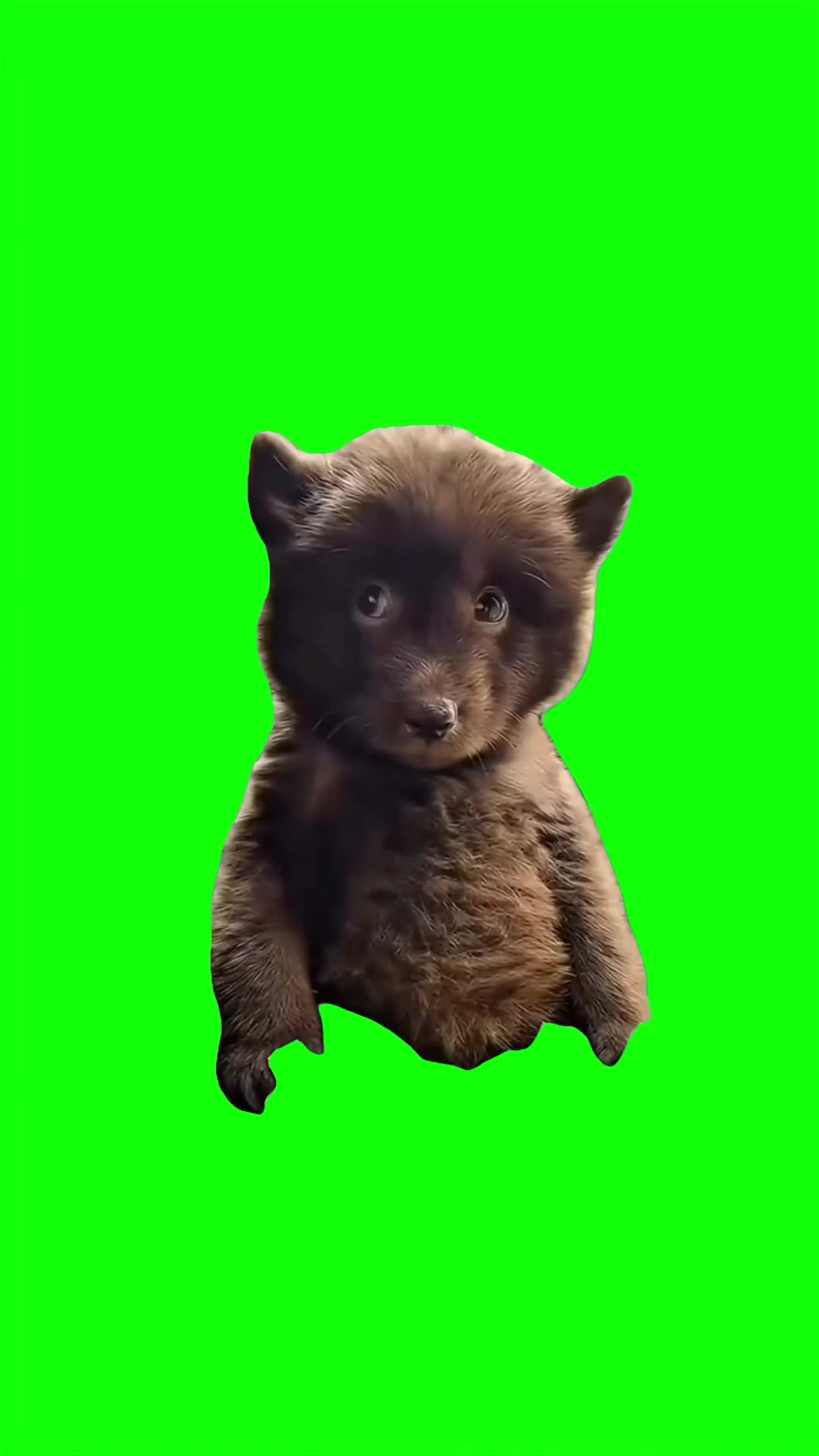 Bear sus look Green Screen Meme