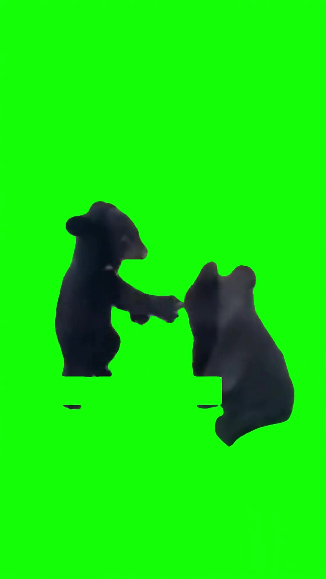 Bears fighting Green Screen Meme