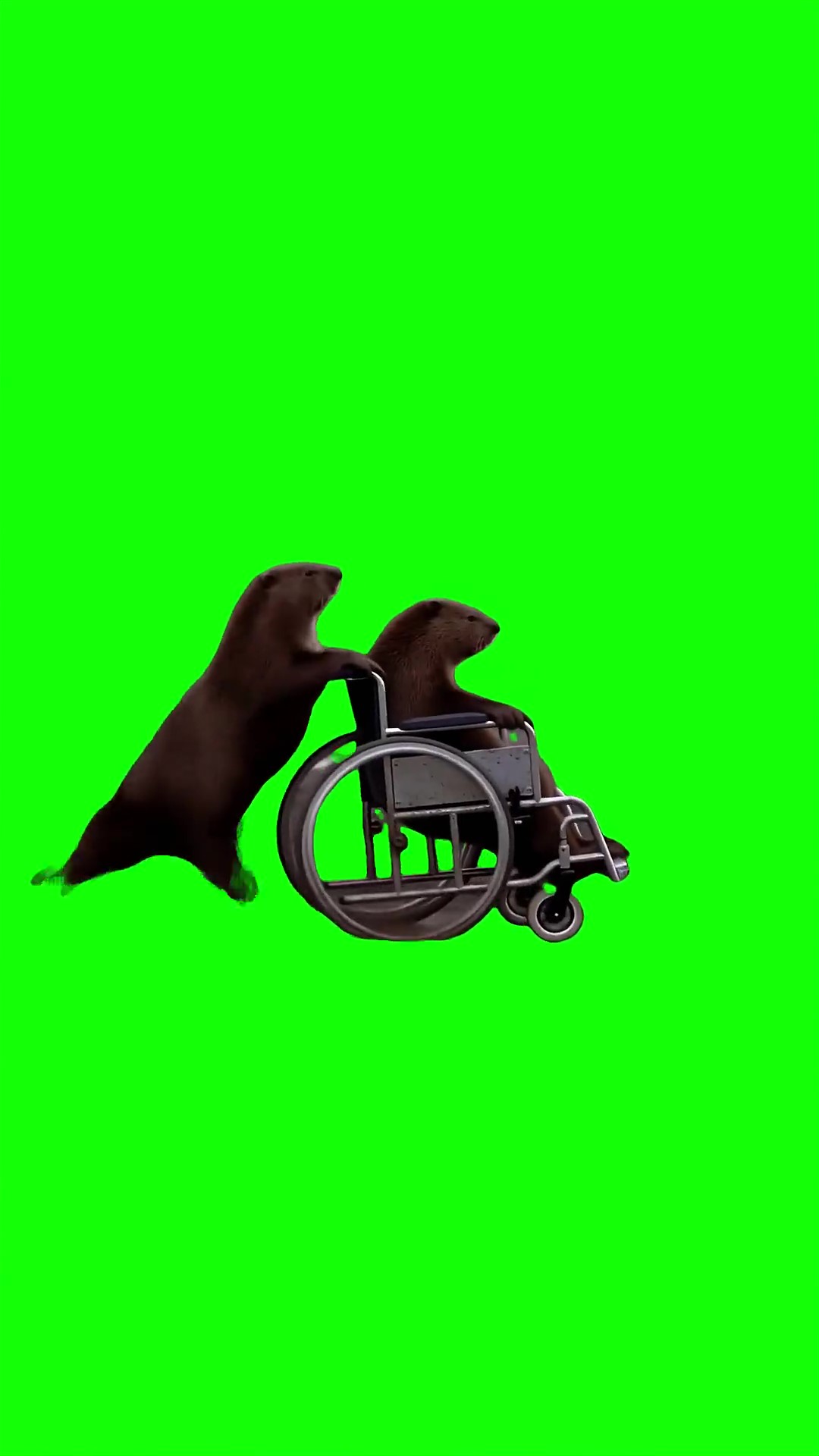 Beavers running Green Screen Meme