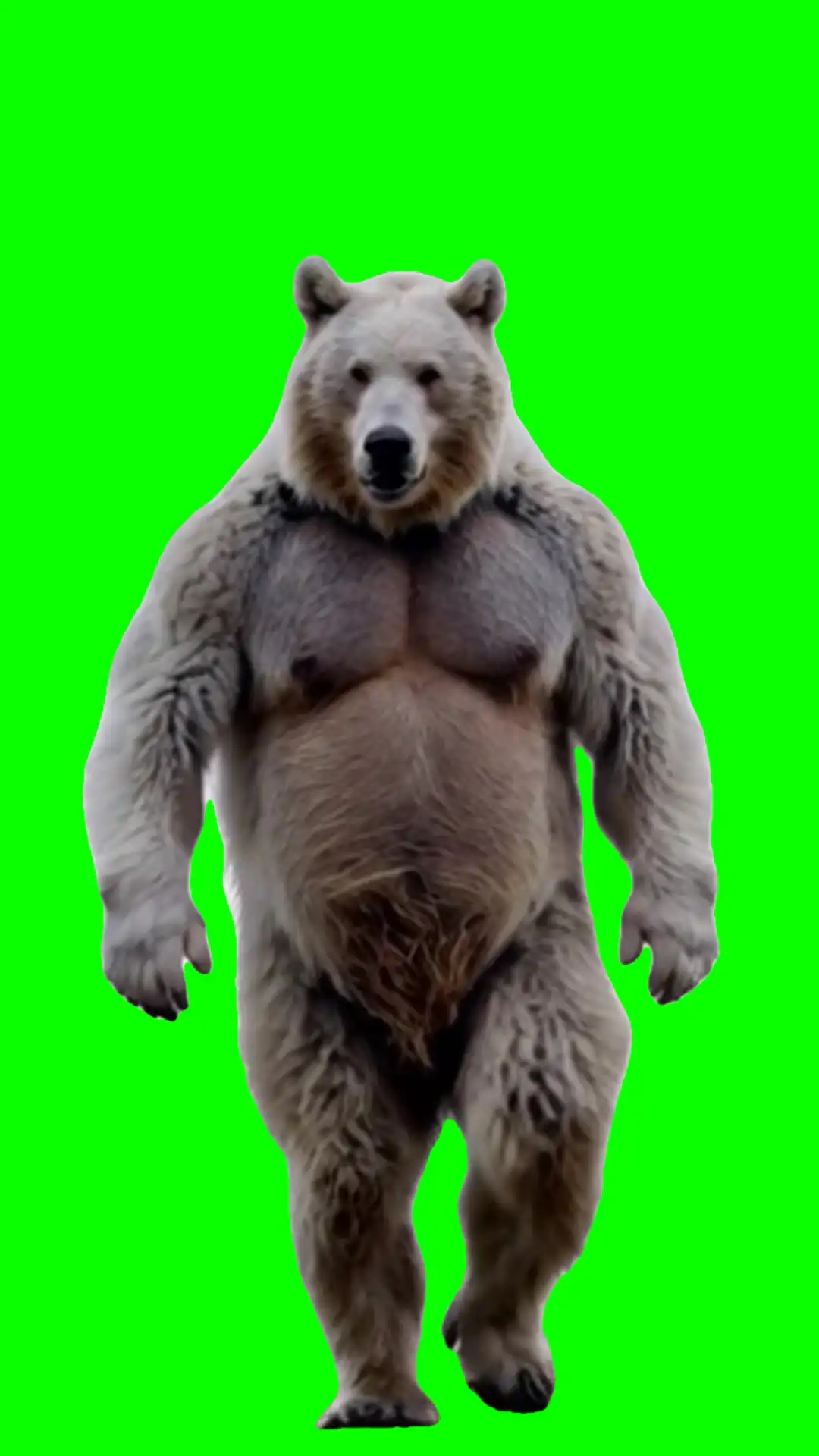 Big bear walking green screen