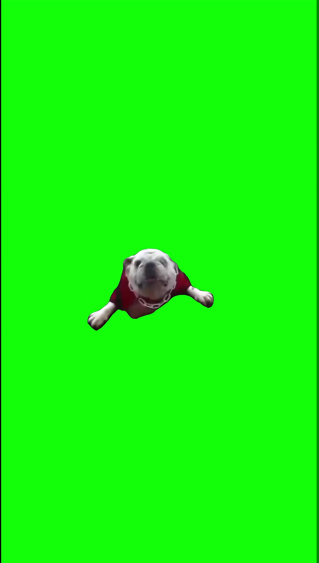 Big dog eat Green Screen Meme