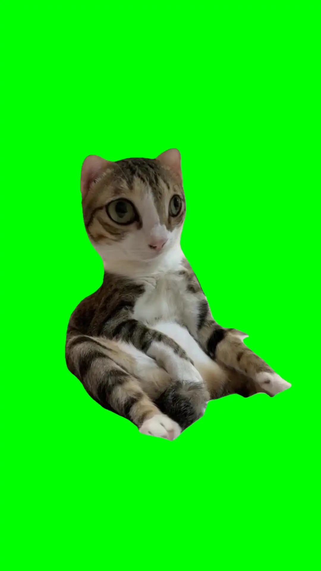 big head Cat sitting Meme Green Screen