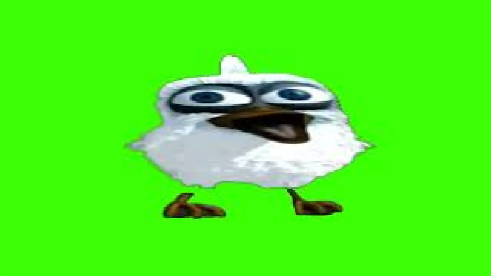 bird screams Assalam Aleykum green screen