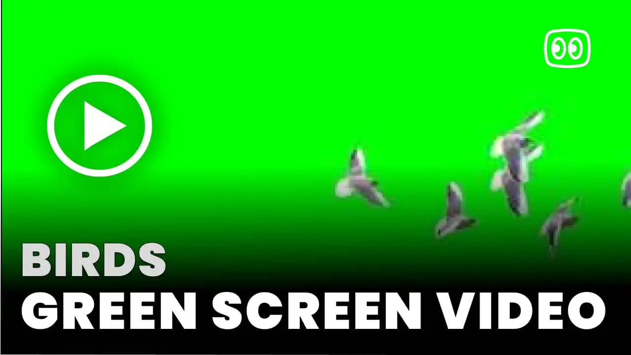 Birds Green Screen