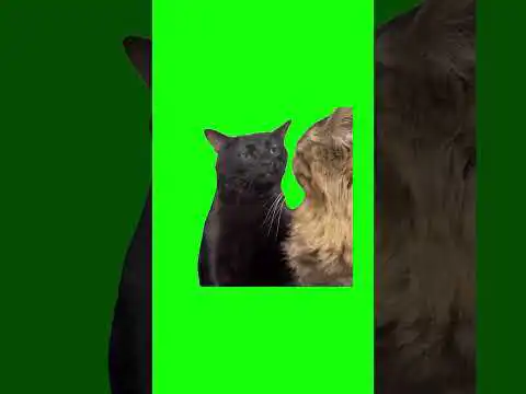 Black Cat Zoning Out green screen