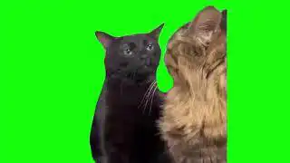 Black Cat Zoning Out Meme green screen