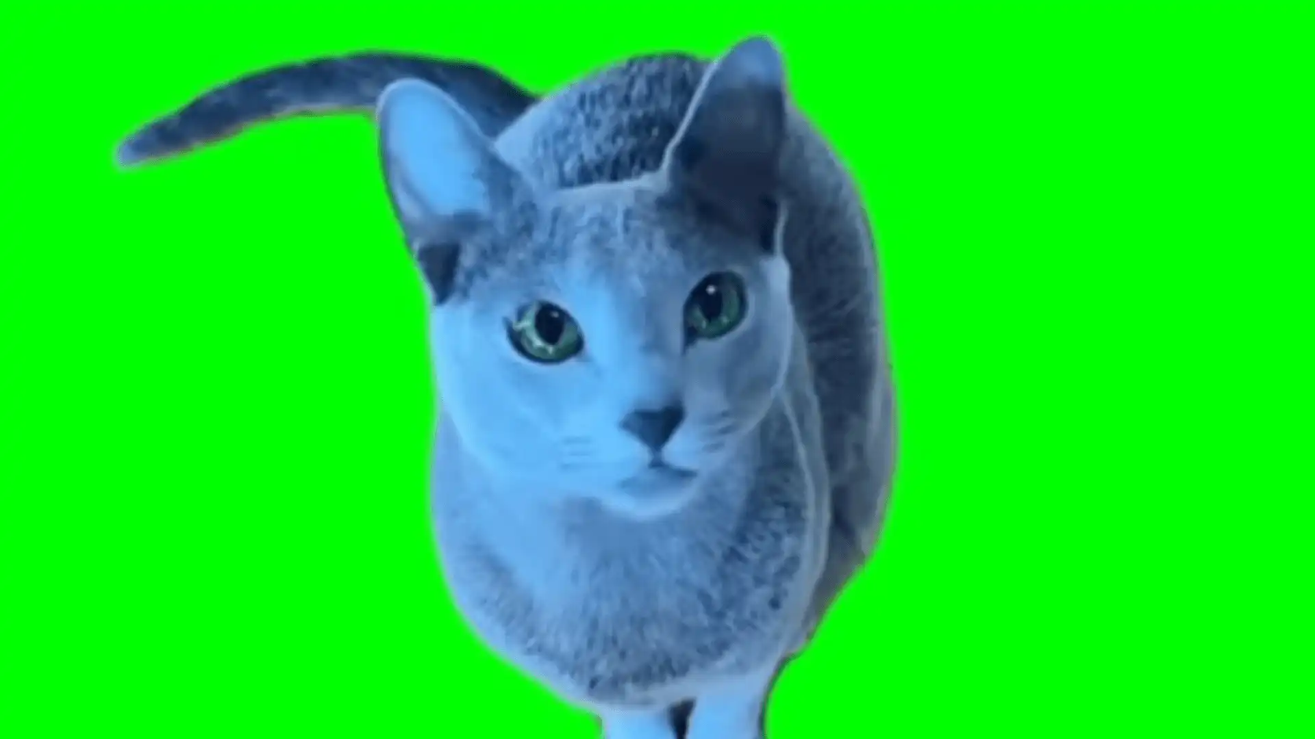 Blue cat looking meme green screen