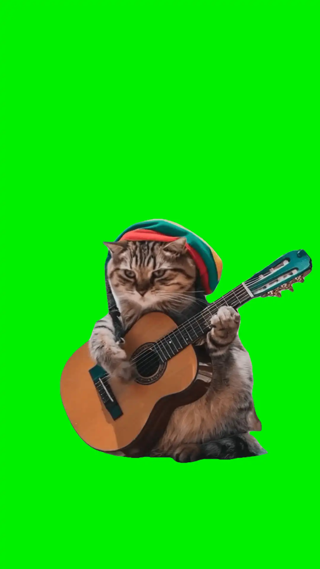 Bob cat ai green screen