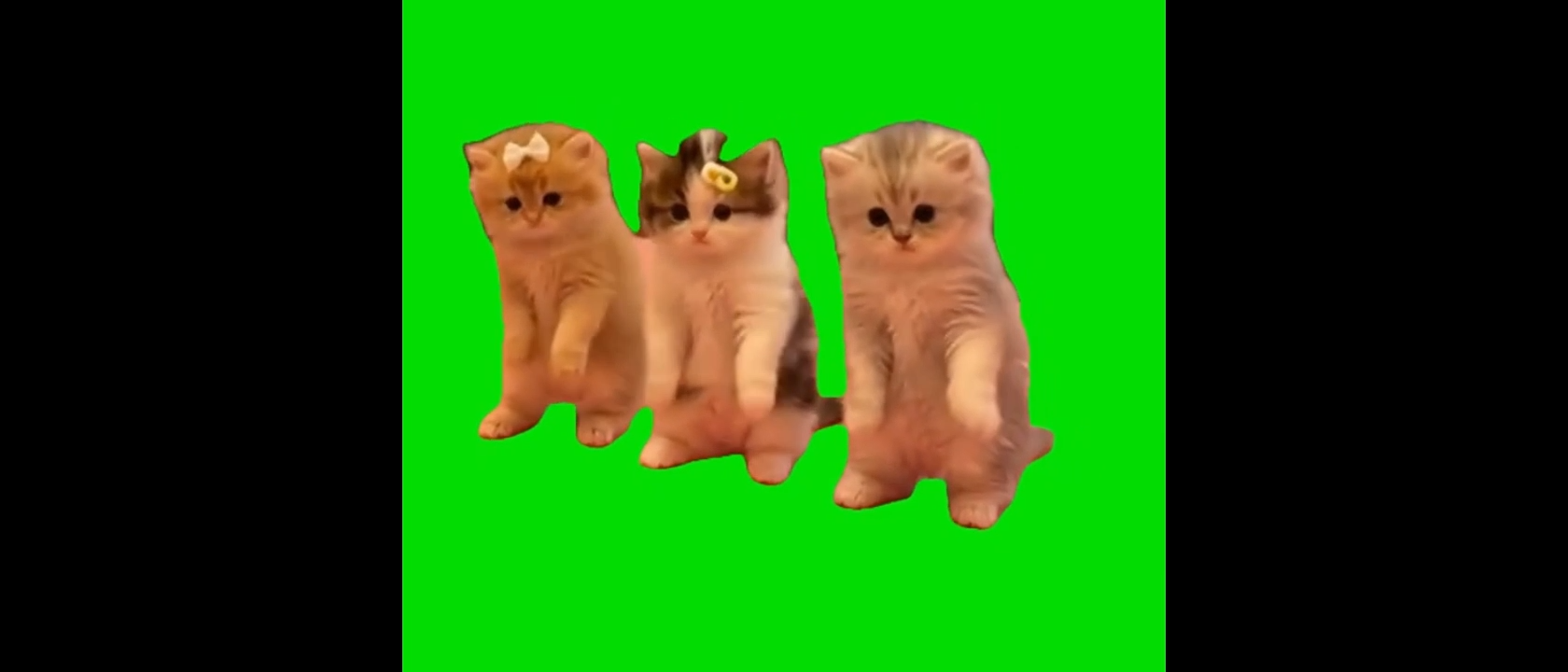 Boo Dance Trend Kittens Green Screen Meme Video