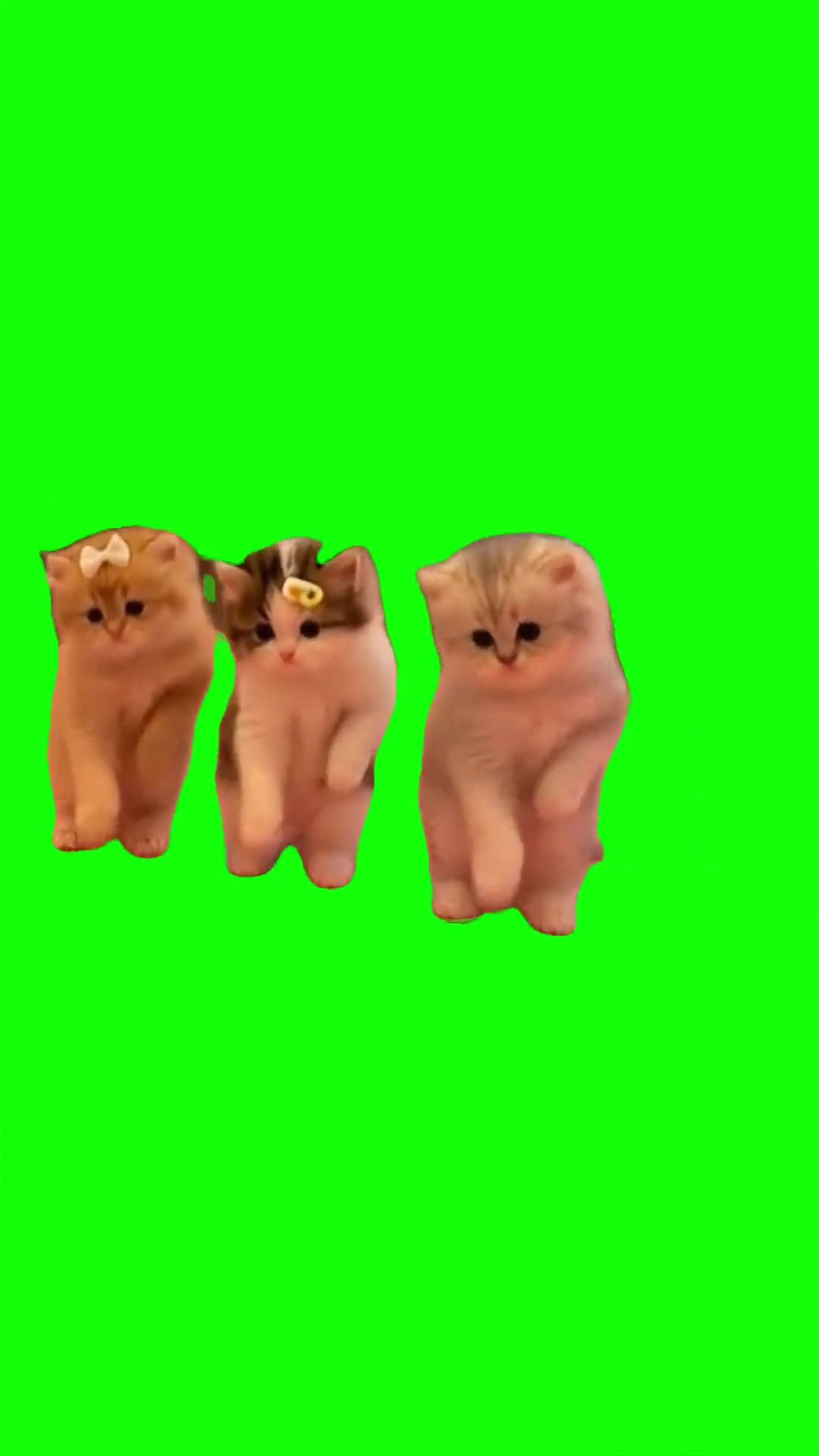 Boo Dance Trend with Kittens Green Screen
