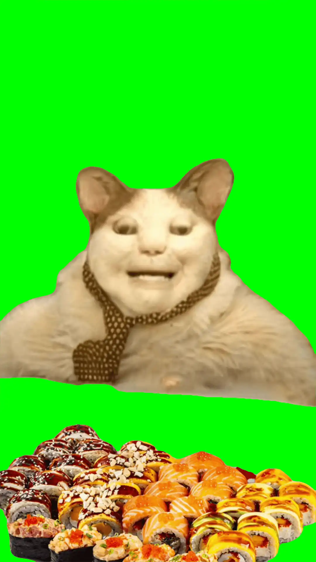 boo scared don’t be afraid cat meme green screen