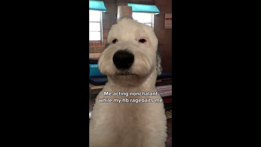 Brian Griffin in Real Life Green Screen Memes