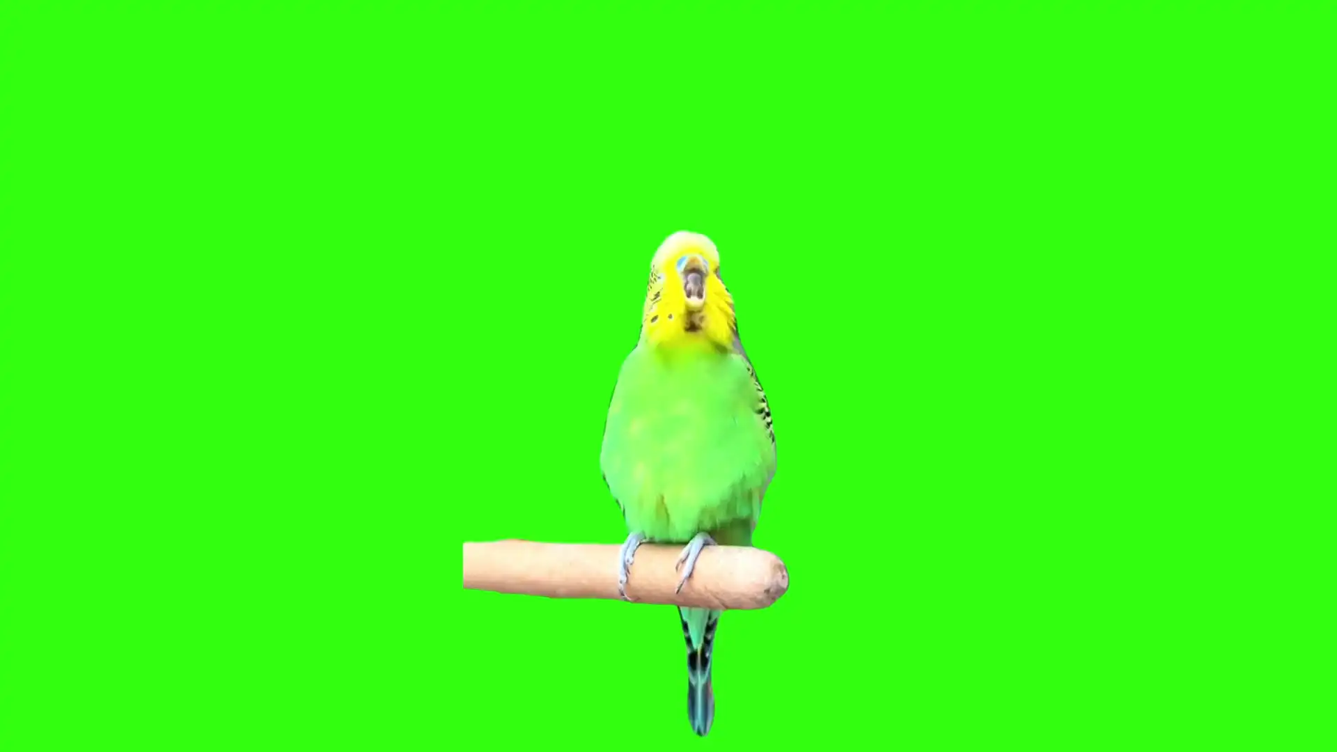 burping parrot meme green screen
