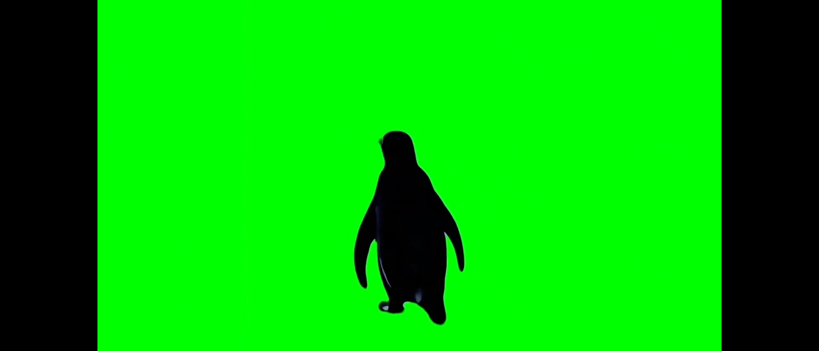 But Why Penguin Green Screen Meme Video