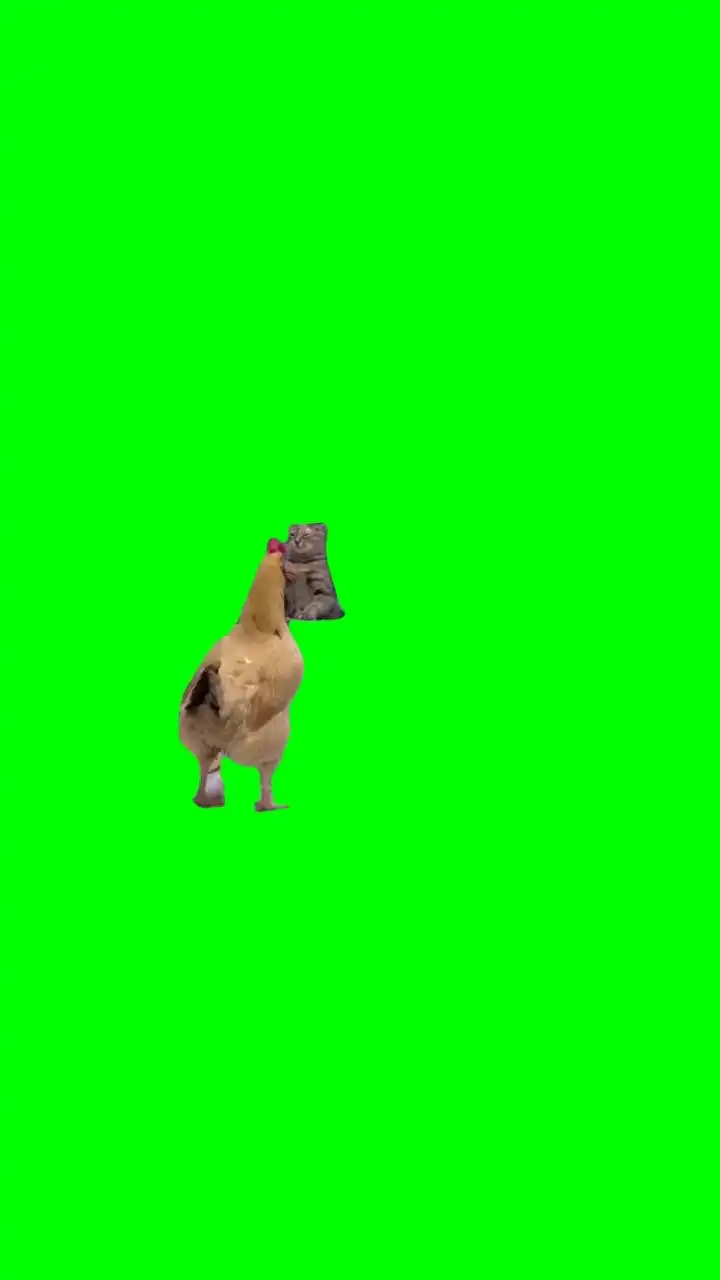 Cat and chicken fighting Meme Green Screen