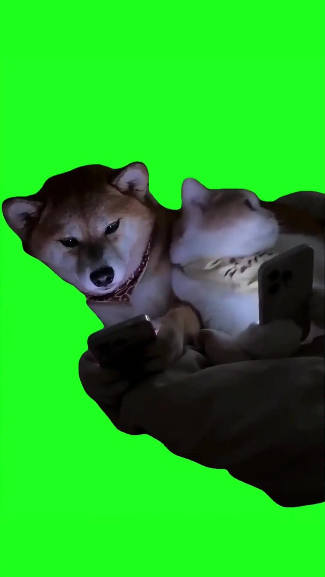 Cat and dog hiding phones Green Screen Meme