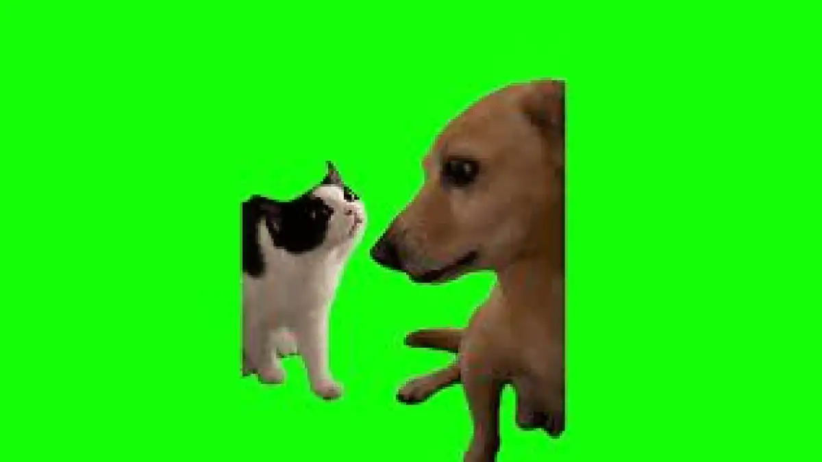 Cat and Dog Meme green screen
