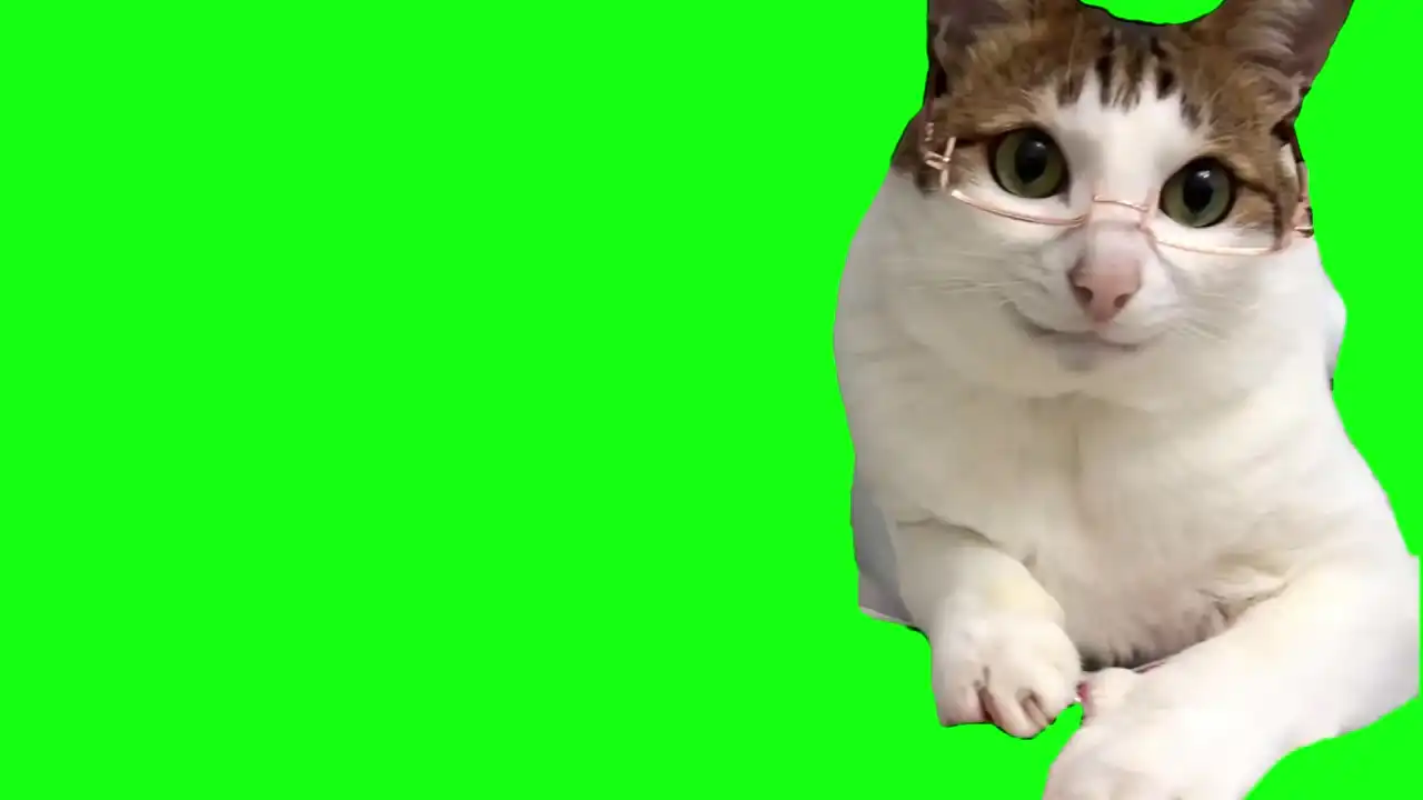 cat assistant meme green screen