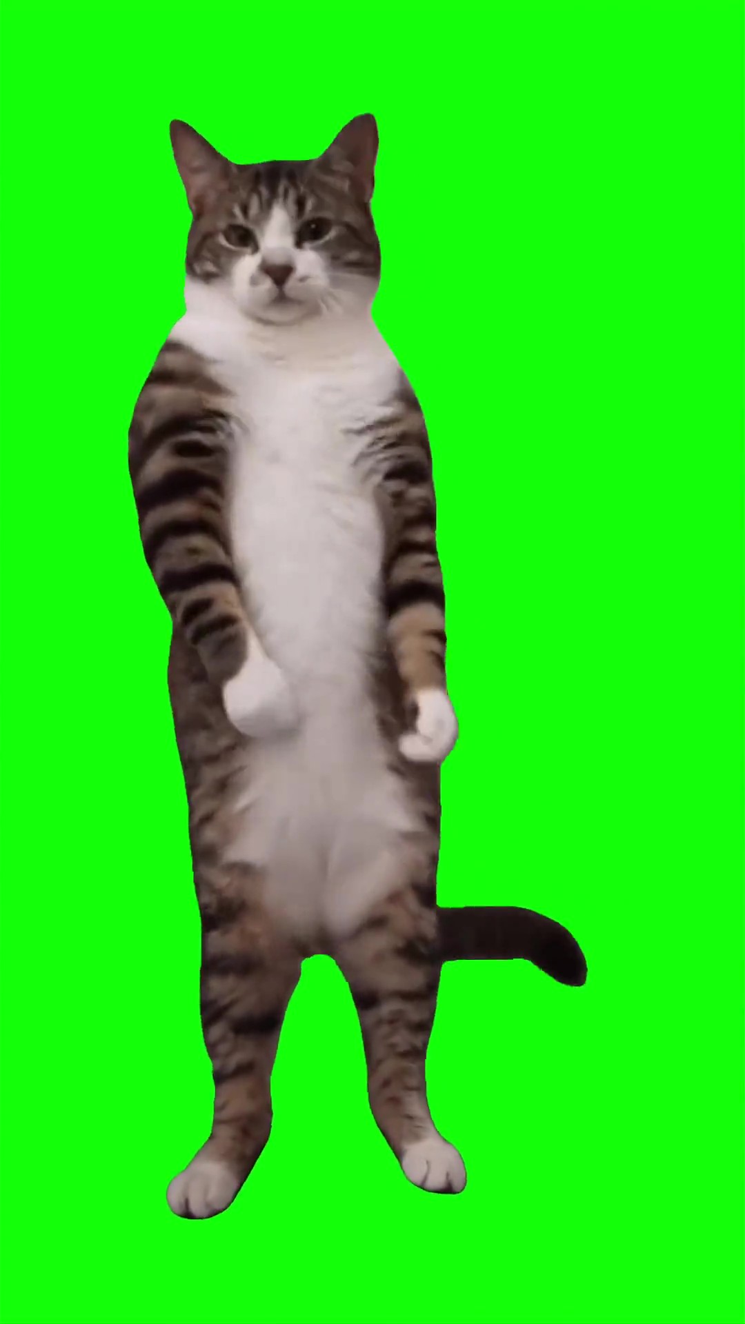 Cat boo dance trend Green Screen Meme